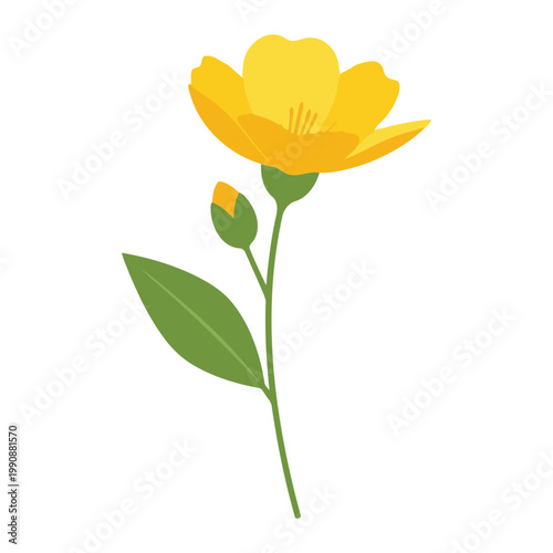 Yellow Melampodium Flower with Green Stem and Leaves