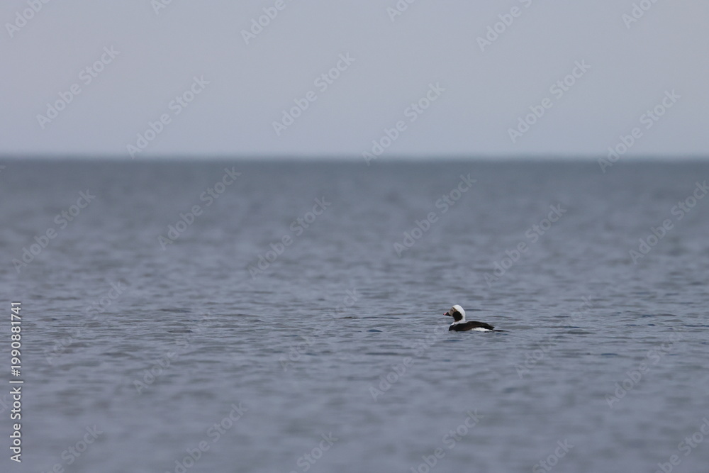 Naklejka premium long-tailed duck