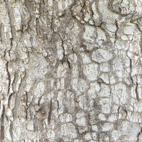 Abies bark texture close-up – detailed conifer trunk pattern