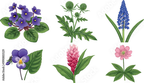 Detailed Botanical Flower Set with African Violet, Pansy, Thistle, Muscari, Ginger, and Anemone for Nature and Garden Designs