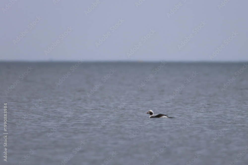 Naklejka premium long-tailed duck