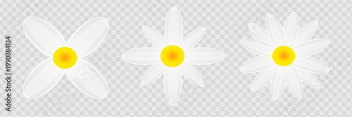 Realistic set of daisies. Daisies on a transparent background. Vector