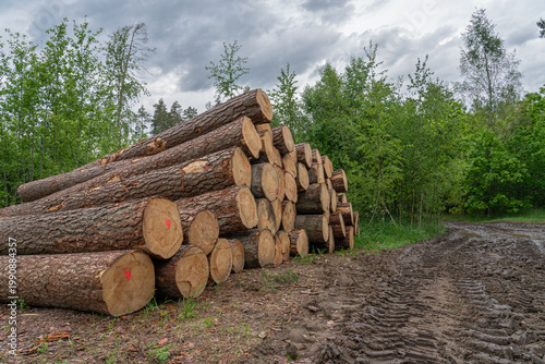 Fotografie Marked piles of log after lumbering
