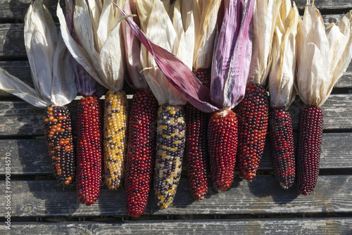 Colorful ornamental corn on wooden background