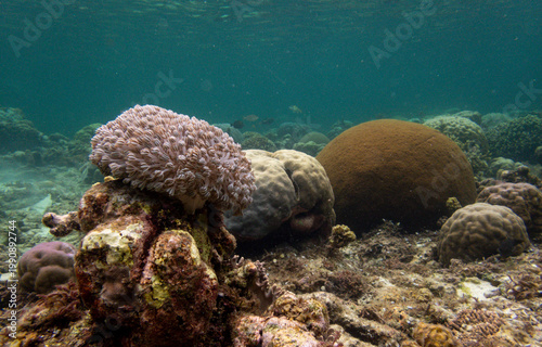 coral reef of Tubod, beach with Xenia sof coral and massive dome corals, Siquijor, the Philippines