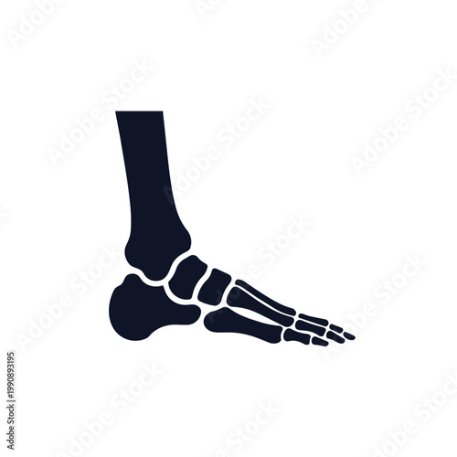 A detailed illustration of a human right foot skeletal system in black on a white background.