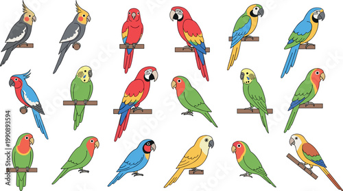 Parrot vector collection with colorful macaws cockatoos and budgerigars perched tropical birds wildlife illustration set