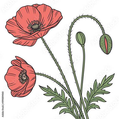 A vibrant illustration depicts two red poppy flowers and a developing seed pod showcasing delicate petals and slender green stems high quality