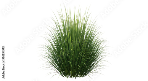A vibrant bunch of green grass with long blades isolated on transparent background