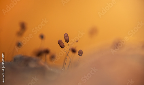 Group of slime mould, stemonitis on wood. Abstract macro nature background