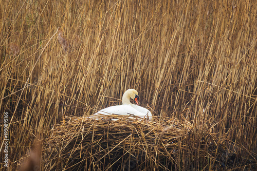 Mute swan with closed eyes sitting on nest in high dry reeds. Wildlife animal behaviour