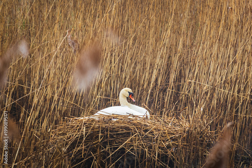 Mute swan sitting on nest in high dry reeds. Wildlife animal behaviour