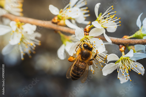 Honey bee collect pollen on cherry blossom. Macro insect background, spring time