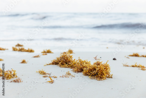 Sargassum seaweed at a beach in eastern Mexico