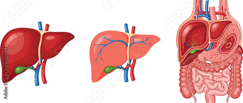 Human Liver Anatomy and Digestive System Organs Medical Illustration Showing Hepatic Structure, Gallbladder, and Internal Abdominal Organs for Healthcare Education