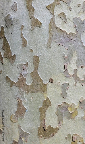 London plane tree (Platanus hybrida)