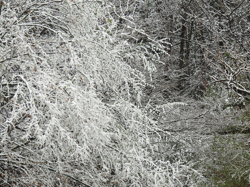 snow covered branches