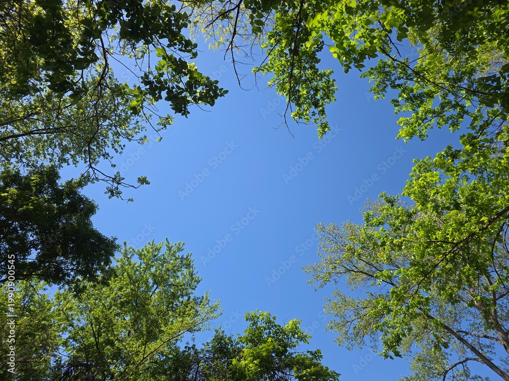 Fototapeta premium trees and sky