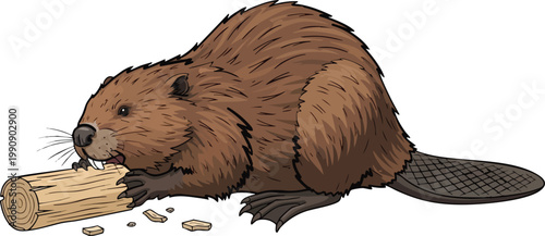 Cartoon beaver chewing on a log with semi aquatic animal portrait wild animal wildlife art illustration rodent illustration nature forest river