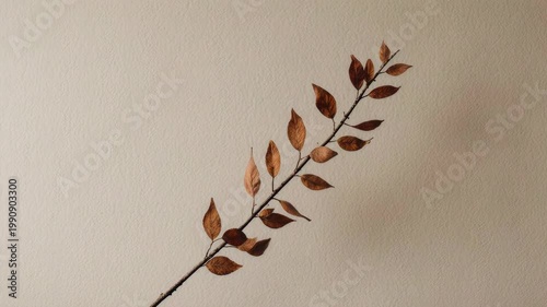 Single dried branch with brown leaves, diagonally positioned against a plain off-white background