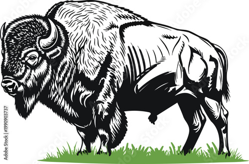 Detailed illustration of a bison standing in grassy field black and white wild animal herd animal large american bison portrait drawing wildlife illustratio