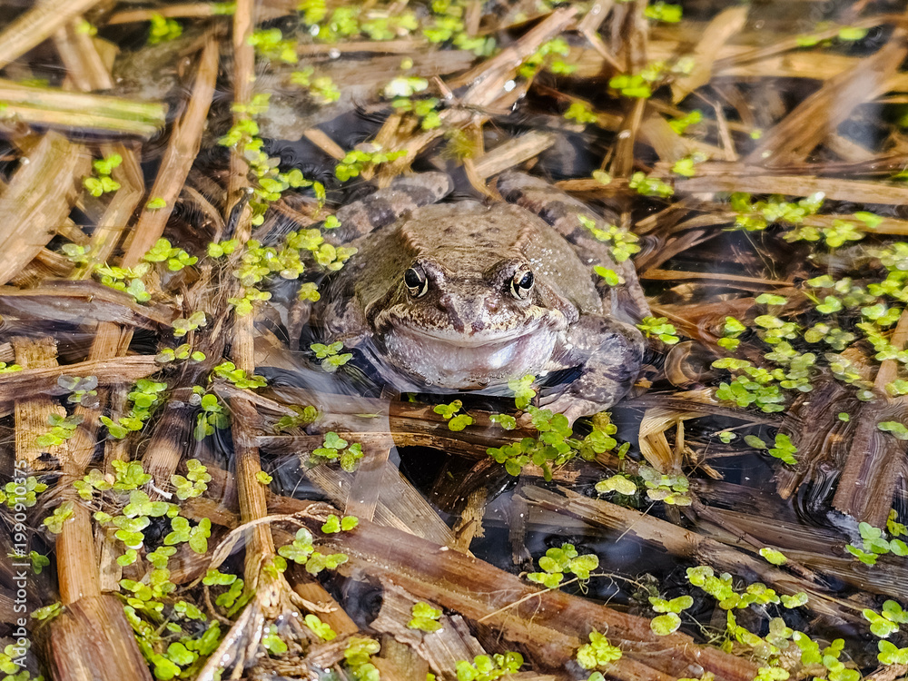 Fototapeta premium Brown frog sits still in shallow water