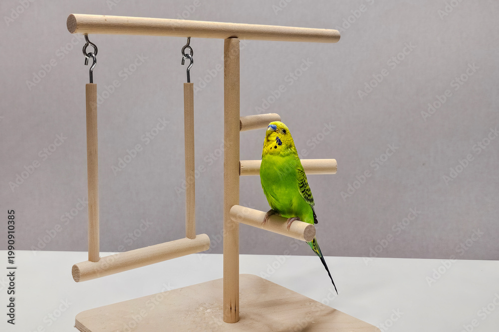 Fototapeta premium Bright green budgie perches calmly on wooden stand