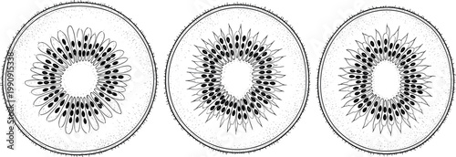 Hand drawn kiwi fruit slices set detailed botanical engraving style black and white tropical food vector illustration collection