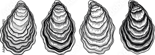Hand drawn oyster shells set detailed seafood engraving style black and white marine illustration isolated vector collection