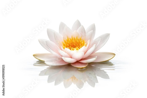 Single waterlily blossom floating against a pure white backdrop