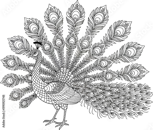 Black and white line art peacock with fanned tail feathers Keywords: peacock, bird, animal