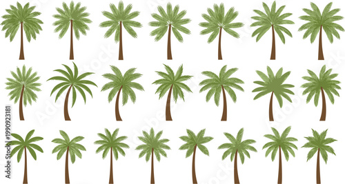 Palm tree set tropical coconut trees collection various shapes summer beach nature vector illustration isolated