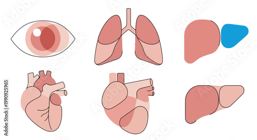 Human internal organs anatomy icon set with heart lungs liver and eye flat vector illustration