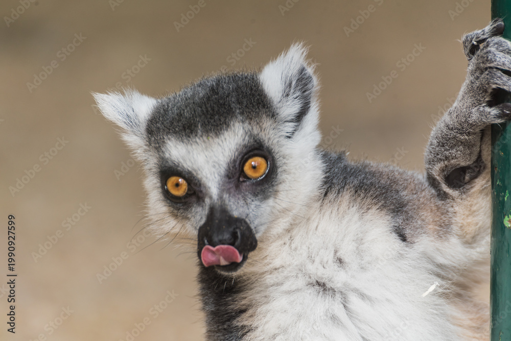 Fototapeta premium Close-up portrait of a ring-tailed lemur with expressive orange eyes and detailed fur 