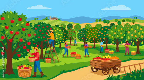 A vector illustration of diverse farmers harvesting fresh apples and oranges in a sunny orchard. A scene of teamwork, agriculture, and organic food production.