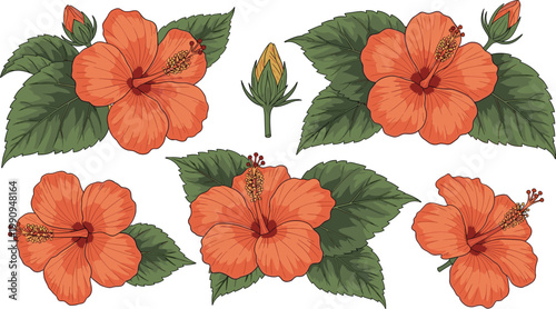 Orange hibiscus flowers and buds with green leaves isolated on white background for design