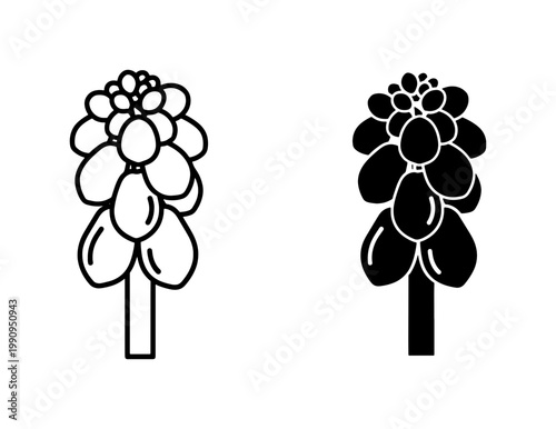Muscari Grape Hyacinth Flower Outline and Silhouette Icon Set