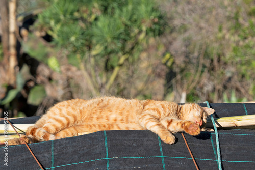 Sleeping cute red cat outdoor