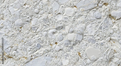 Natural fossiliferous limestone texture, white sedimentary rock with shell fragments, ancient organic stone surface for architectural backgrounds