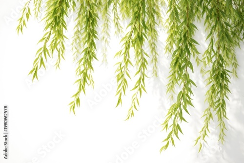 Lush willow branches with bright green leaves gently cascading on a clean white background showcasing natural beauty and calmness