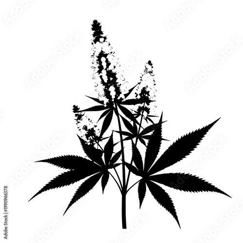 A depiction of a cannabis plant with prominent green leaves and pinkish buds