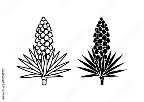 Blue Agave Plant Vector Illustration for Tequila Branding