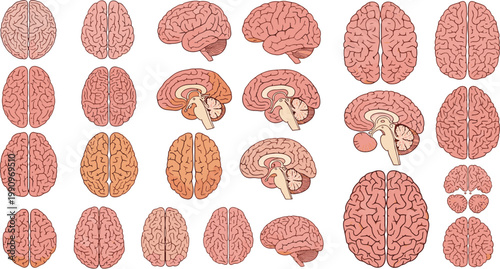 Detailed Human Brain Anatomy Collection Showing Multiple Views and Cross Sections Medical Flat Vector Illustration Set for Healthcare Design