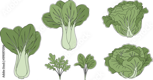 Green Bok Choy and Leafy Vegetable Vector Set with Different Asian Greens for Healthy Food Design, Organic Farming Graphics, and Fresh Produce Illustrations