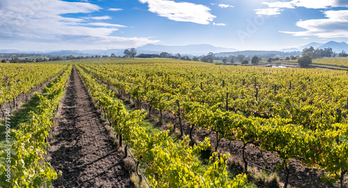 Vineyard fields of Yarra valley, Australia