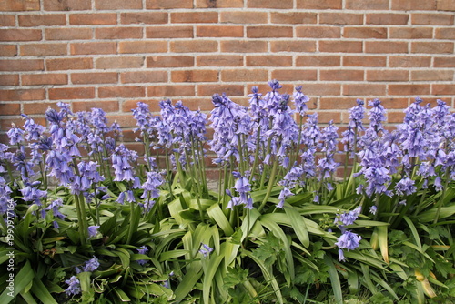 beautiful bluebells in a flower garden at a sunny day in april