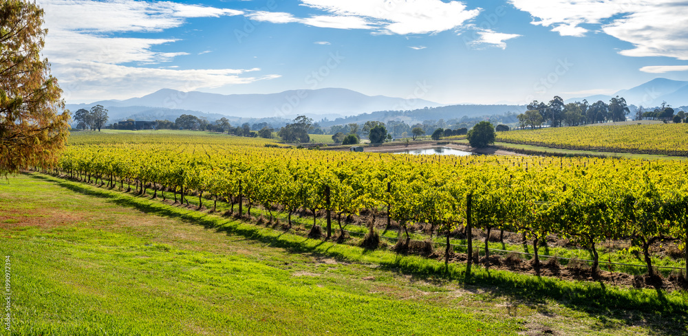 Fototapeta premium Vineyard fields of Yarra valley, Australia
