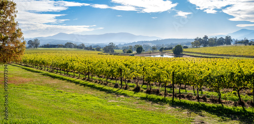 Vineyard fields of Yarra valley, Australia