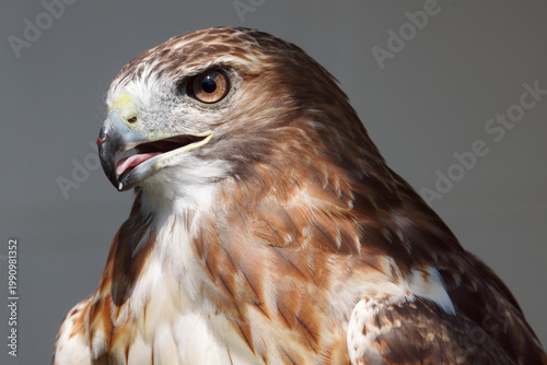 Cuadro en lienzo Close-up portrait of a red-tailed hawk with open beak and sharp eyes, detailed b