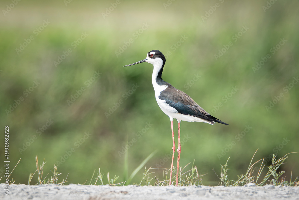 Obraz premium Black Necked Stilt Bird